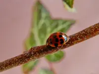 Marienkäfer063.webp