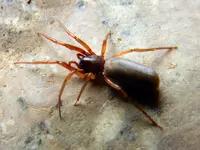Spinne_139.webp