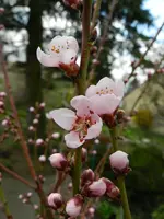 Pfirsichblüte_066.webp