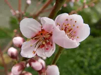 Pfirsichblüte_067.webp