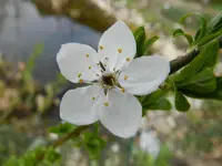 Rotpflaumenblüte_069.webp