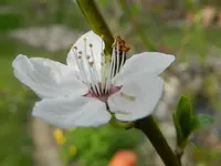 Rotpflaumenblüte_074.webp