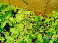 k-BILD0743.webp