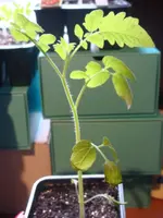 DSC01245.webp