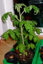 DSCF7490.2.webp