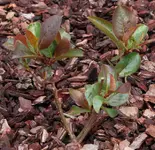 Aronia.webp