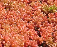 sedum coral carpet NEU.webp