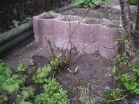 Umsetzen der Brombeerrose 22.04.2012.webp