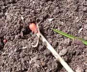 Garten wurm 2 L1070052.webp