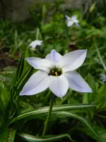 Sternchen_097.webp