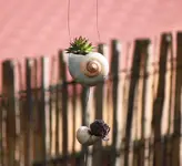 Hauswurz_Schnecke.webp