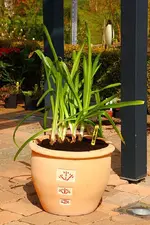 Agapanthus blau gekübelt_sm.webp