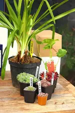 AgapanthusBlau_StockroseRot_5SemperWurze_sm.webp