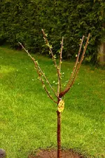 halbhohe gelbe Knorpelkirsche_sm.webp