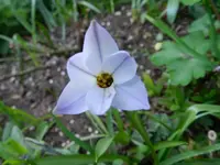 Sternchen_105.webp