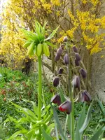 Kaiserkrone_111.webp