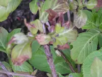 IMGP0236.webp