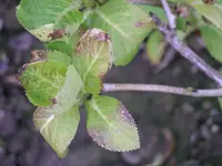 IMGP0237.webp