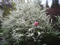 Brautspiere 22.04.2012.webp