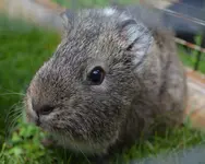 Opa Bennys erster Gartenausflug.webp