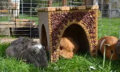 Opa Bennys erster Gartenausflug1.webp