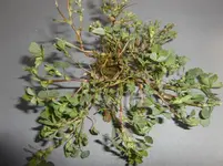 CIMG1572.webp