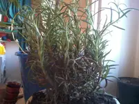 Rosmarin.webp