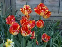 k-P4210782.webp