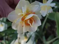 k-P4210800.webp