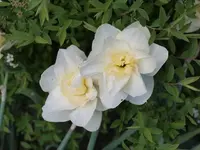 k-P4210805.webp