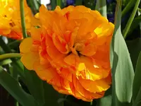 k-20090419_25.webp