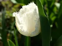 k-P4098121.webp