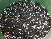 Kartoffeln Blättchen (1).webp