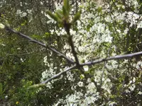 BILD1311.webp