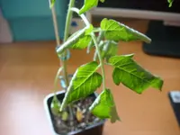 DSC01254.webp