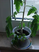 CIMG3262.webp