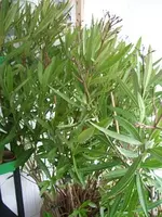 rechts Oleander_klein.webp