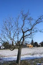 CIMG5966.webp
