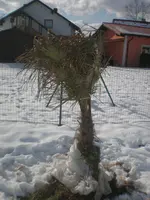 P2050001.webp
