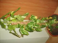 S5001453.webp