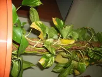 S5001456.webp