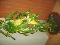 S50014521.webp