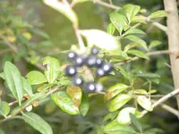 schwarze Beeren.webp