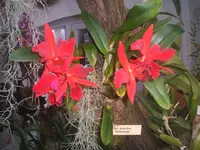 Orchideen Botanischer Garten Leipzig 003.webp
