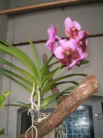 Orchideen Botanischer Garten Leipzig 004.webp