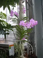 Orchideen Botanischer Garten Leipzig 005.webp