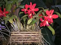 Orchideen Botanischer Garten Leipzig 006.webp