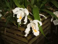 Orchideen Botanischer Garten Leipzig 007.webp