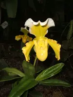 Orchideen Botanischer Garten Leipzig 008.webp
