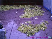 PIC00020.webp